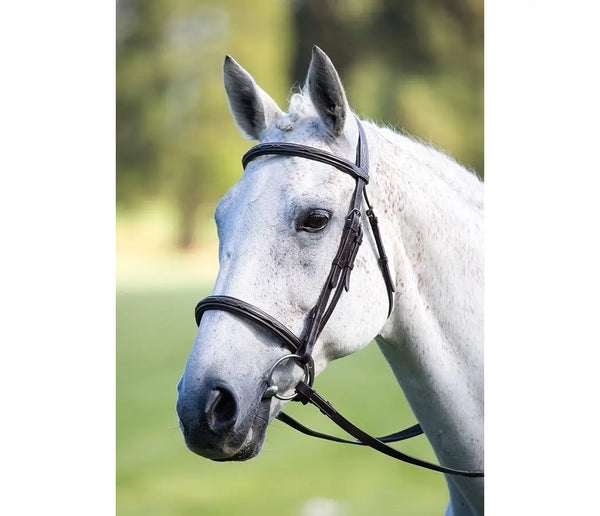 Avignon Raised Cavesson Bridle – Equibox