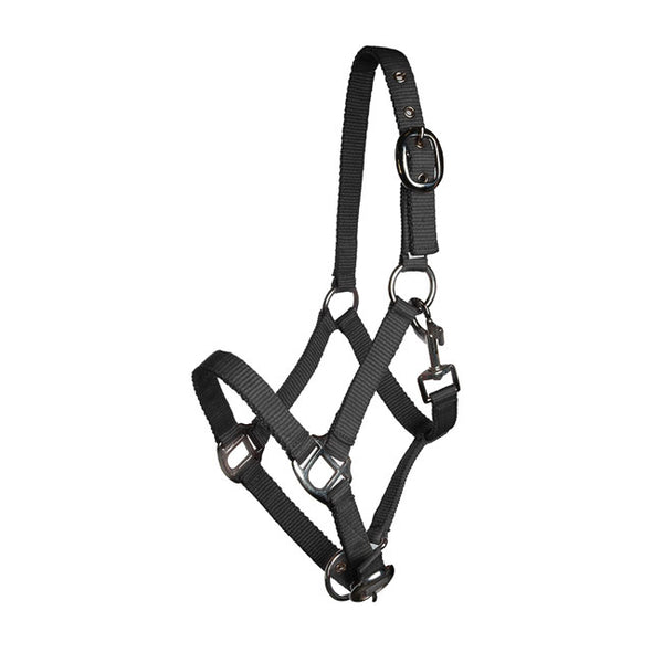 Regus Miniature Halter