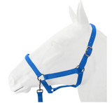 SALE Halter, Exim Economy with Lead