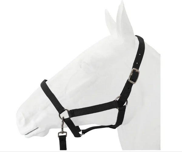 SALE Halter, Exim Economy with Lead