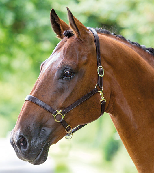 Leather Headcollar